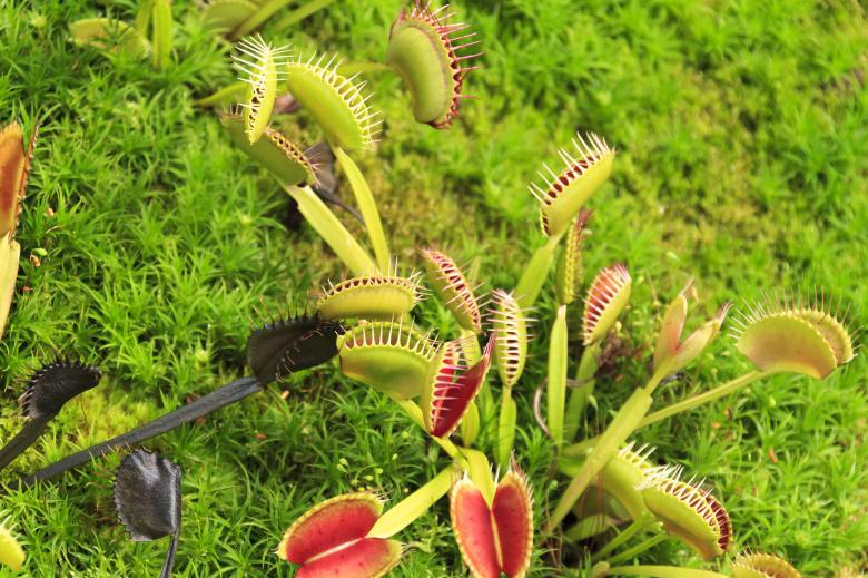 Free stock image of Venus fly trap created by Geoffrey Whiteway
