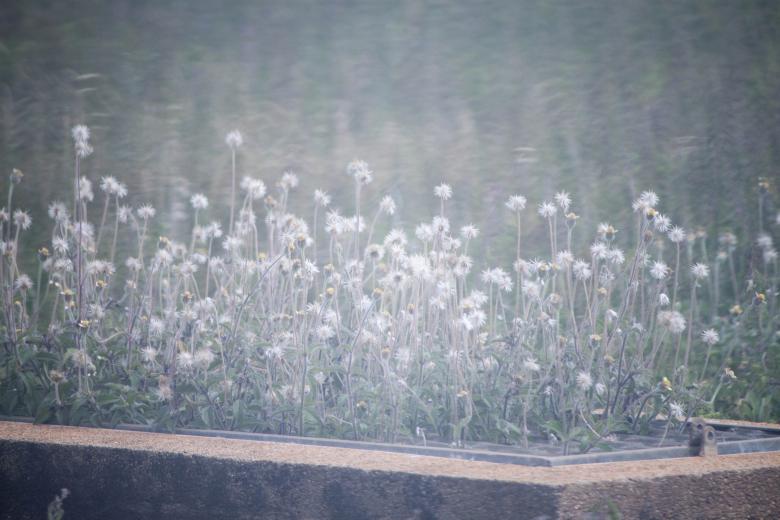 Free stock image of Bed of White Flowers created by Eduardo Soares Bogosian