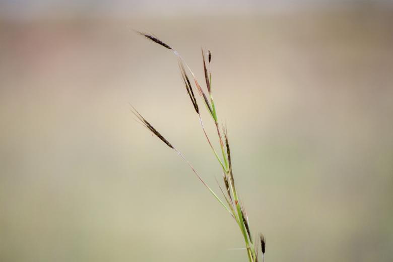 Free stock image of Isolated Straw created by Eduardo Soares Bogosian