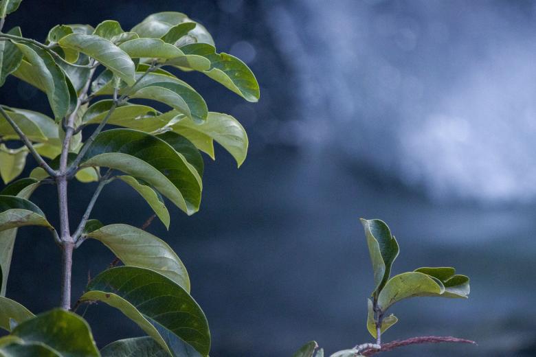 Free stock image of Green Leaves on a Plant created by Eduardo Soares Bogosian