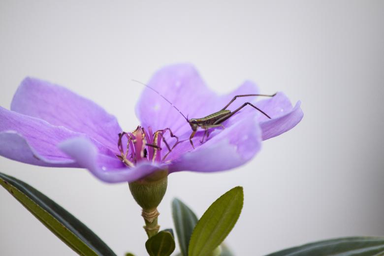 Free stock image of Insect on Purple Flower created by Eduardo Soares Bogosian