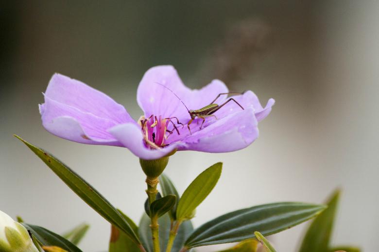 Free stock image of Purple Flower with Insect created by Eduardo Soares Bogosian