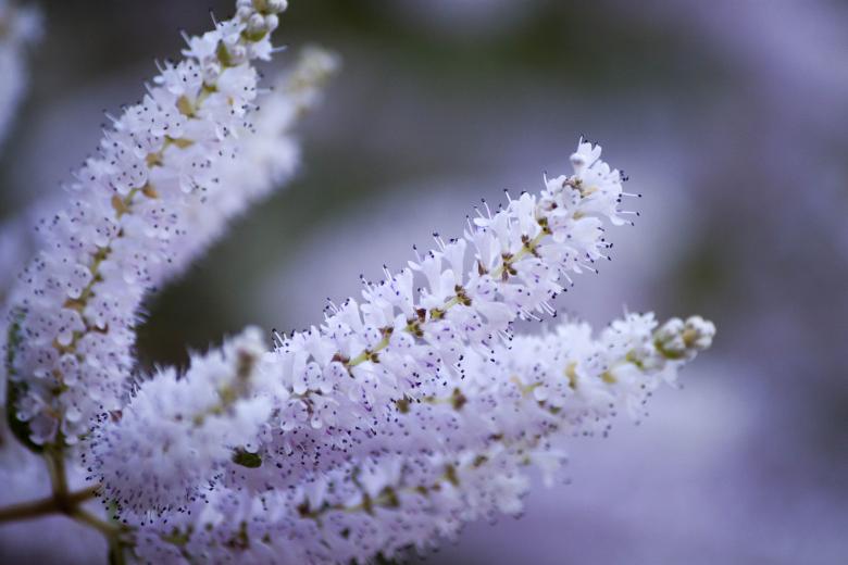 Free stock image of White Plant with Small Flowers created by Eduardo Soares Bogosian