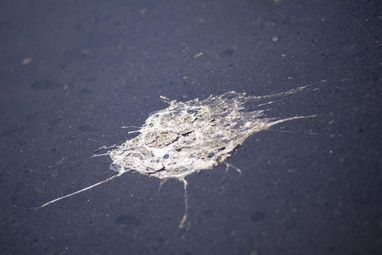 Free stock image of Bird Droppings created by Eduardo Soares Bogosian