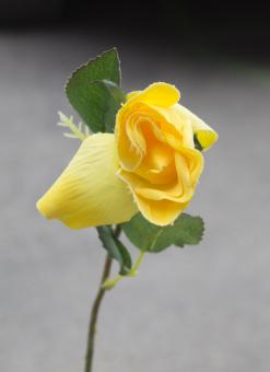 Yellow Beautiful Rose