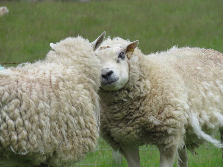 Free stock image of Two Sheep on Field created by Castor Moss