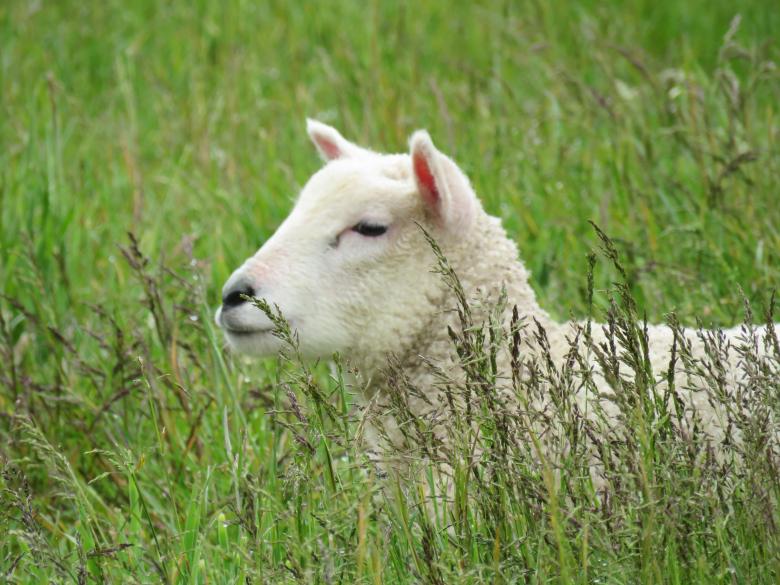 Free stock image of Sheep in Tall Green Grass created by Castor Moss