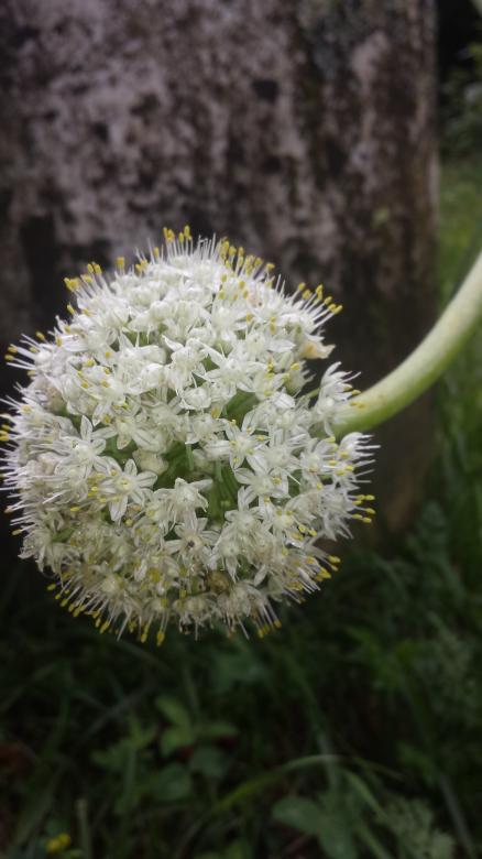 Free stock image of Garlic Flower created by Nature Girl