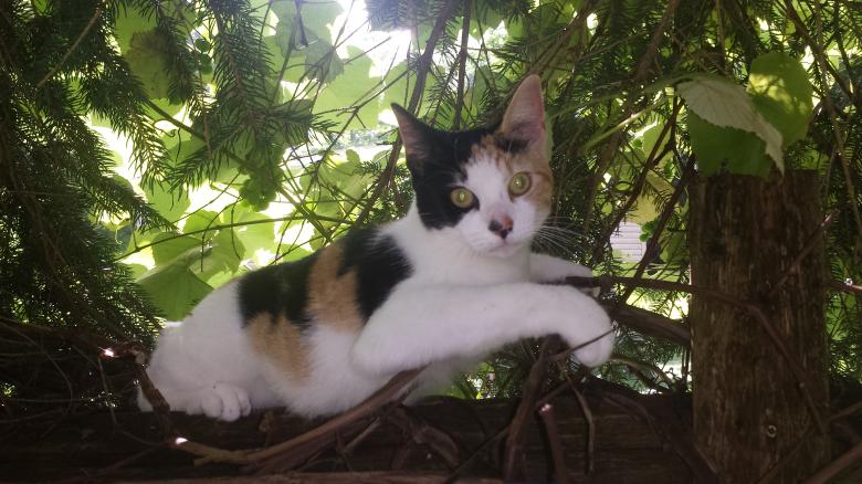 Free stock image of Heard It Through The Grape Vine created by Nature Girl
