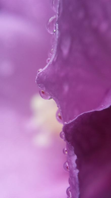 Free stock image of Dewdropped Petals created by Nature Girl