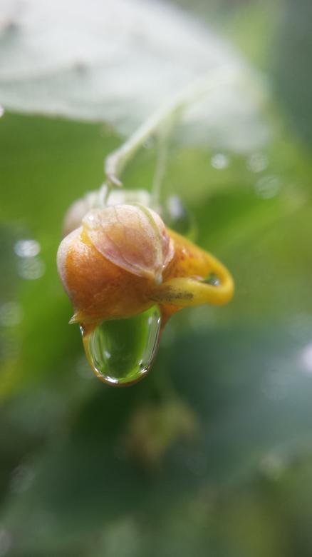 Free stock image of Fragile created by Nature Girl