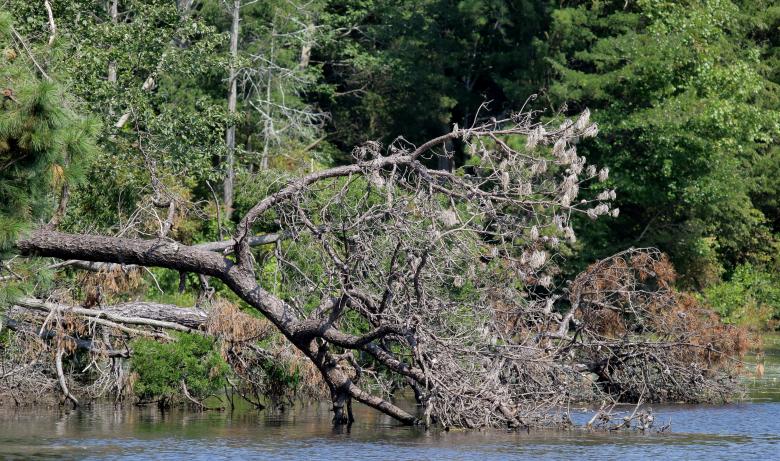 Free stock image of Tree in Water created by Vincent alvino