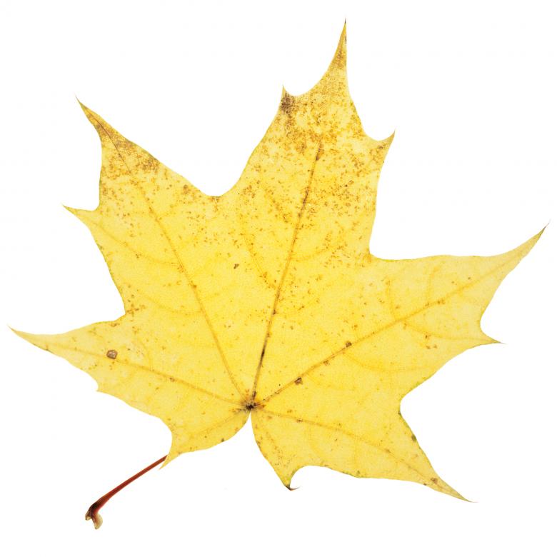 Free stock image of Isolated Autumn Leaf created by 2happy