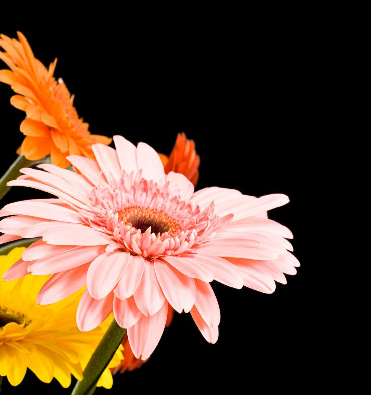 Free stock image of Gerbera Flowers on Black. created by 2happy