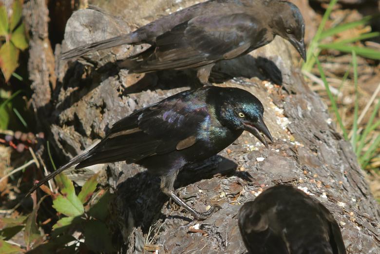 Free stock image of Blackbird created by Vincent alvino