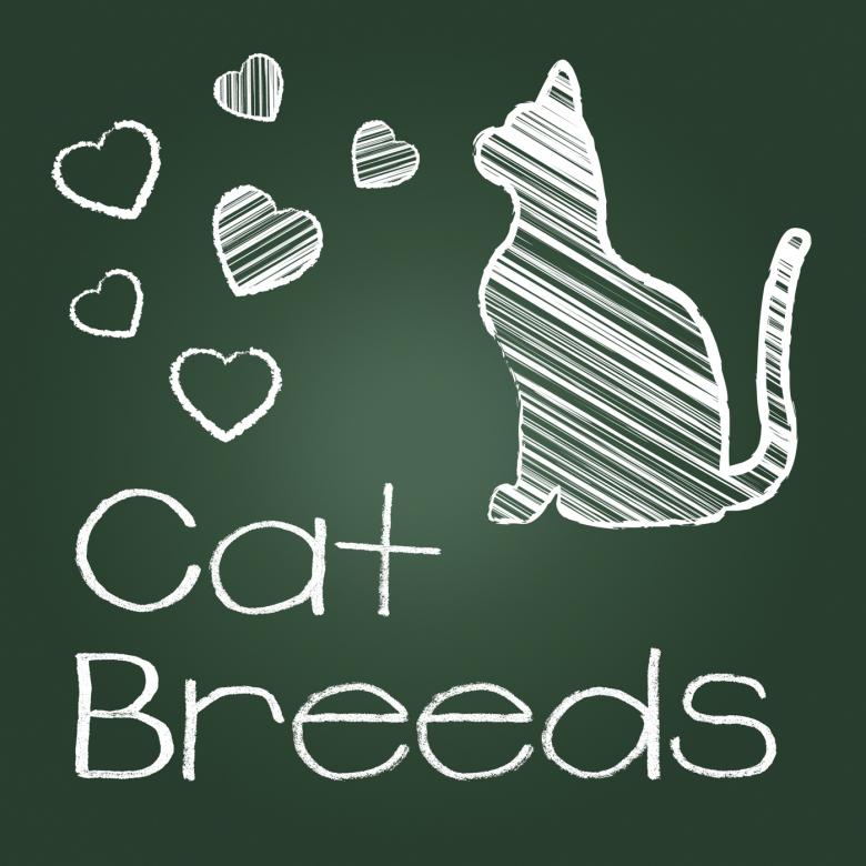 Free stock image of Cat Breeds Represents Pedigree Kitty And Reproducing created by Stuart Miles