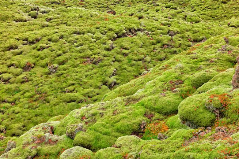 Free stock image of Iceland Rock Moss created by Nicolas Raymond