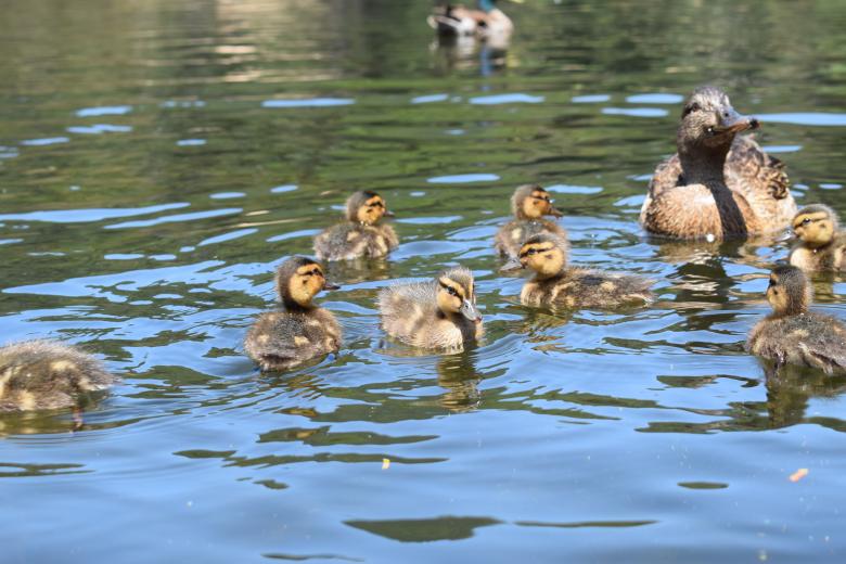Free stock image of Duck and Ducklings created by José Manuel alves rodrigues