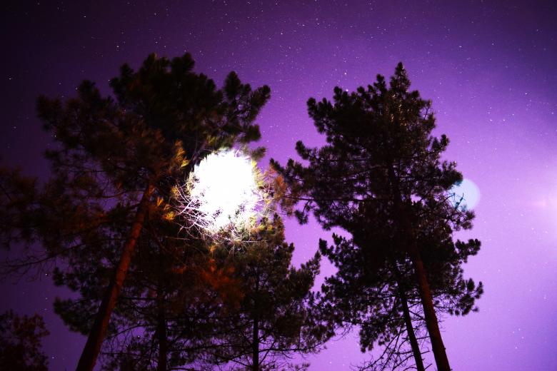Free stock image of Stars Behind Treetops created by José Manuel alves rodrigues