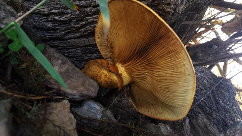 Free stock image of Mushroom under the tree created by José Manuel alves rodrigues
