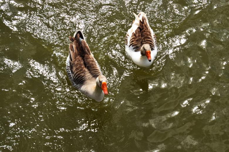Free stock image of Ducks created by José Manuel alves rodrigues