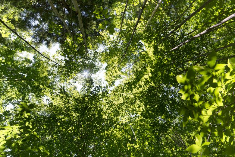 Free stock image of Tree Tops created by tosovisal