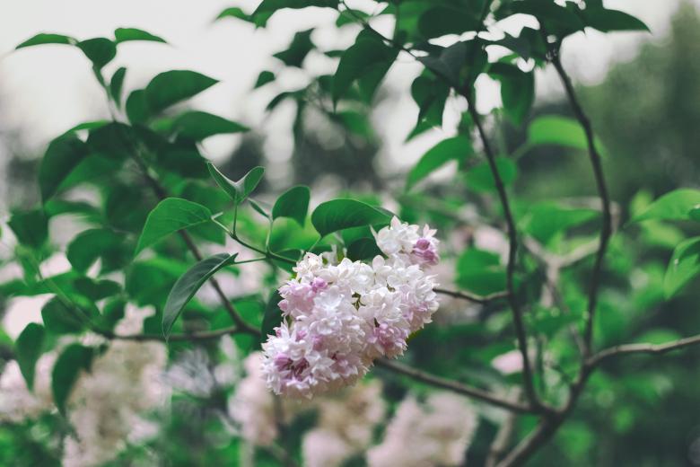 Free stock image of Beautiful Pink Flowers created by tosovisal