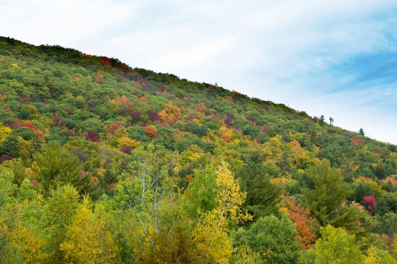 Free stock image of Mountain Trees created by tosovisal