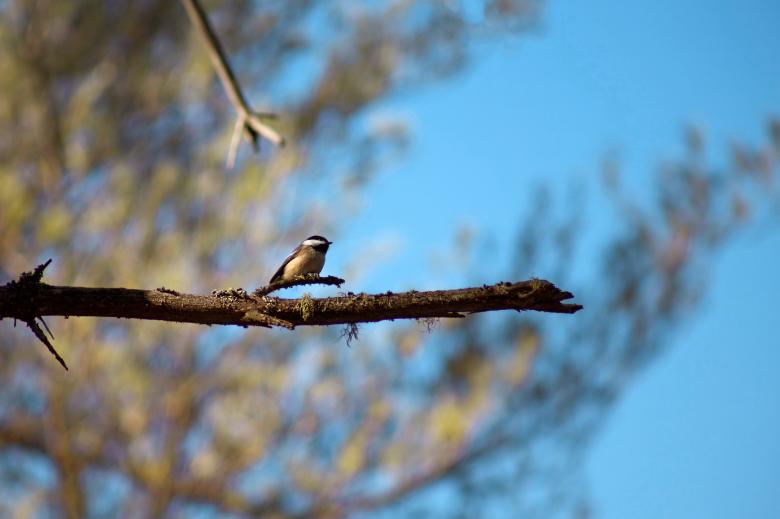 Free stock image of Bird on a Branch created by tosovisal