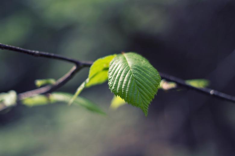 Free stock image of Green Leaf Close Up created by tosovisal