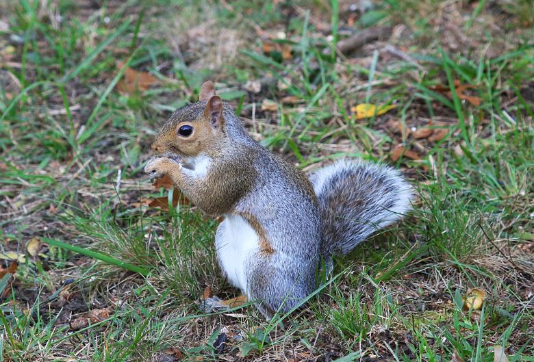 Free stock image of Squirrel Feeding created by Vincent alvino