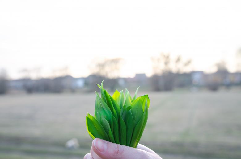 Free stock image of Green Garlic Grass in Hand created by Lukas