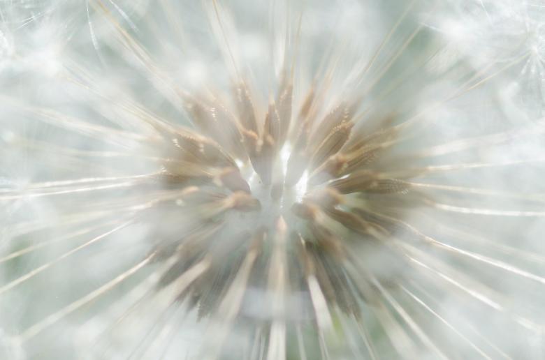 Free stock image of Dandelion Background created by Lukas