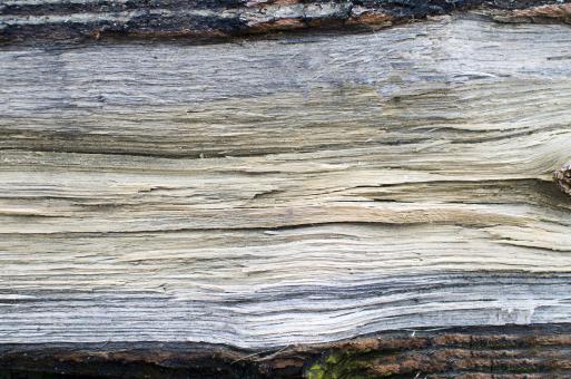 Old Dry Timber Texture