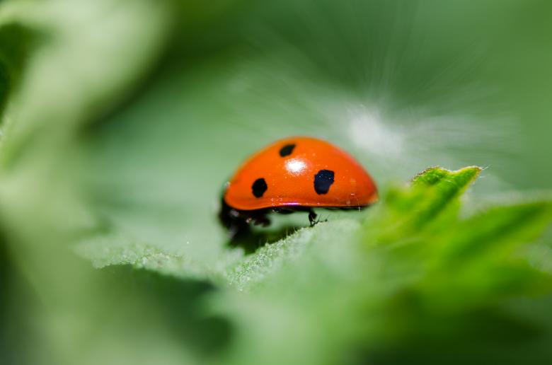 Free stock image of Ladybug up close created by Lukas