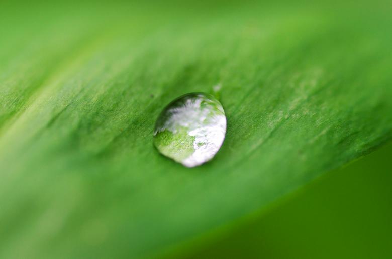 Free stock image of Water Drop on Green Leaf created by Lukas