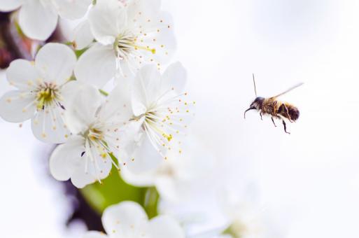 Bee Approaching White Flowers - Free Stock Photo