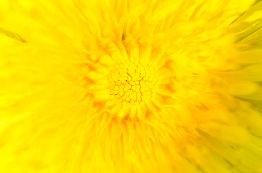 Background of Yellow Flower - Free Stock Photo