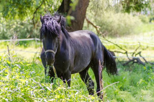 Black Stallion in the Field