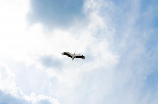 Heron in the Air