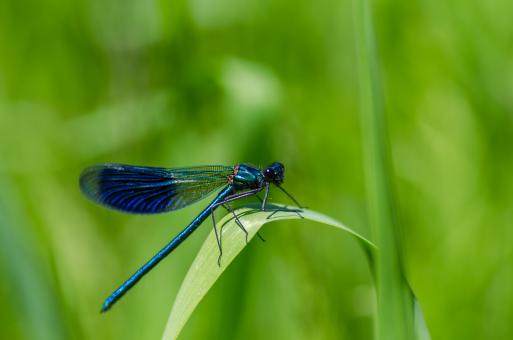 Blue Dragonfly on Green Leaf