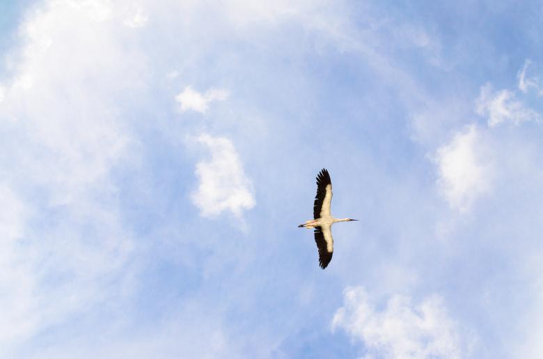 Free stock image of Flying Heron created by Lukas