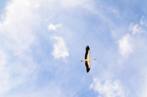 Flying Heron