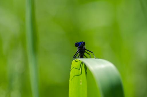 Blue Dragonfly Crawling on Green Leaf