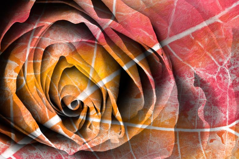 Free stock image of Pastel Rose Decay created by Nicolas Raymond