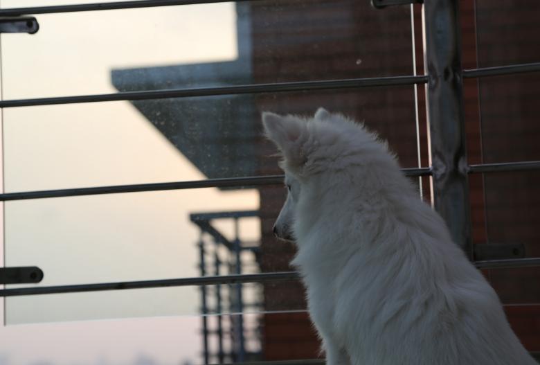 Free stock image of White Dog created by Md. Sharif Arefin Badhan