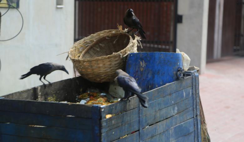 Free stock image of Birds Eating Garbage created by Md. Sharif Arefin Badhan