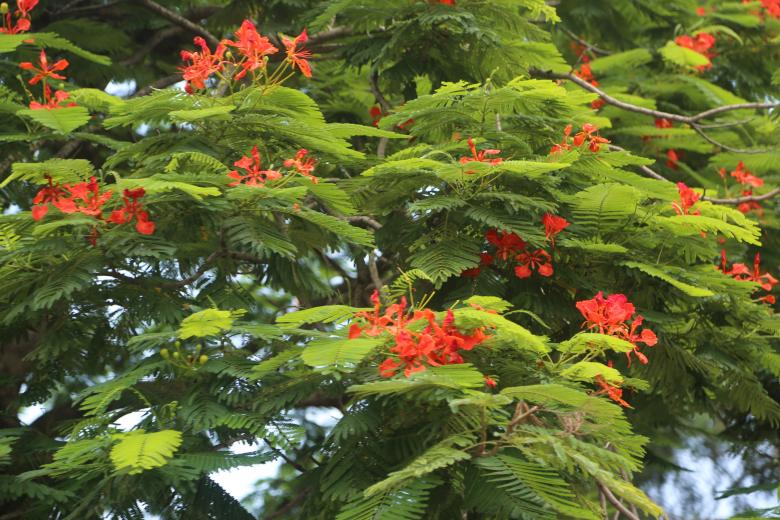 Free stock image of Green Tree with Red Blooms created by Md. Sharif Arefin Badhan