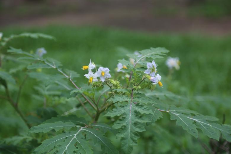 Free stock image of Small White Flowers created by Md. Sharif Arefin Badhan