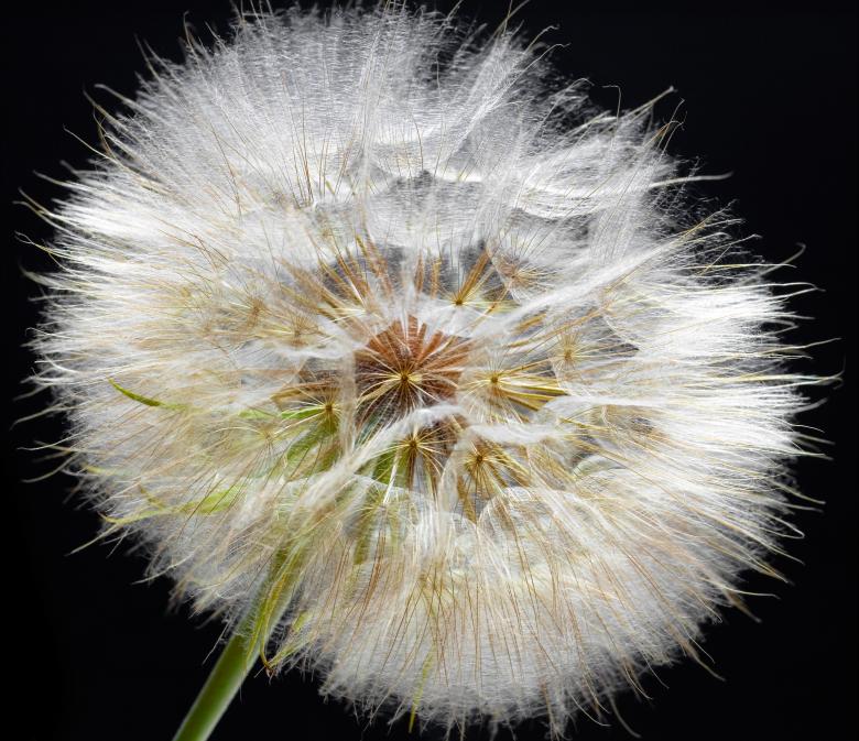 Free stock image of Dandelion Up Close created by 2happy